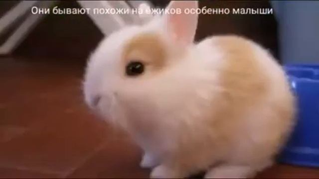 Кролики смотреть онлайн