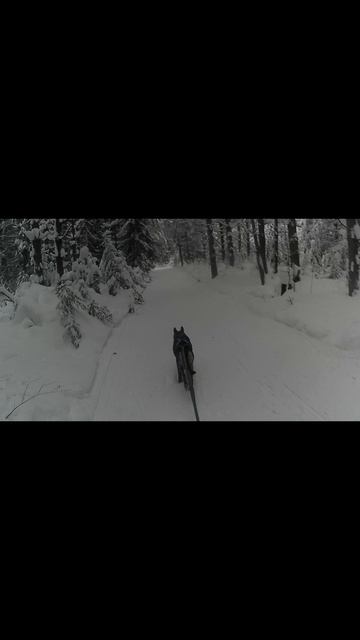 ТРЕНИРОВКА с АРТОЙ! #собака #ездовойспорт #малинуа