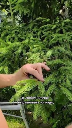 Формирование елей колючей и обыкновенной. Июль 2024. Часть 3
