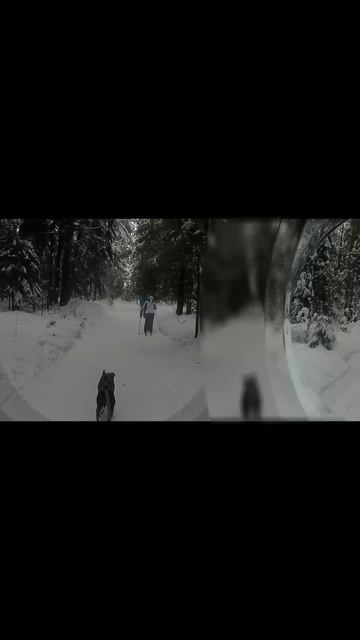 Тренировка с ПУЛЕЙ! #собака #ездовойспорт #малинуа