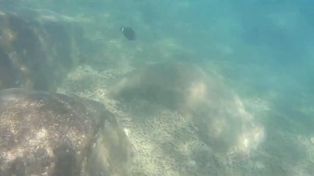 Reef shark смотреть онлайн