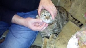 Как поить кота Полисорбом