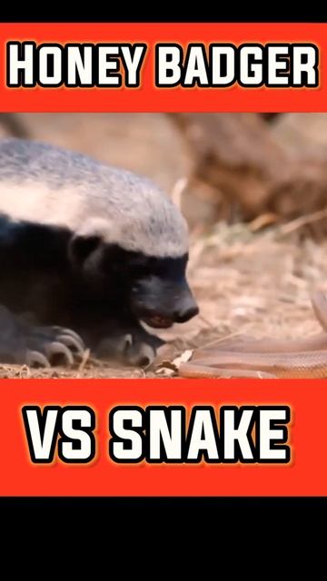 Honey badger Vs mole snake figth || wild fact shorts || #shorts #snake #honeybadger #fight смотреть онлайн