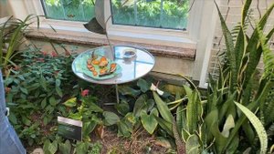 Что едят и пьют бабочки?