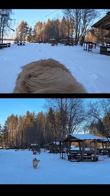 Золотистый ретривер Лея на прогулке в Карелии! прособак питомцы собаки