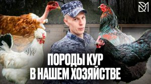 ЛУЧШАЯ ПОРОДА КУРИЦЫ ДЛЯ ДОМАШНЕГО СОДЕРЖАНИЯ///ПОРОДЫ В НАШЕМ ХОЗЯЙСТВЕ