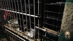 VLOG. Сходила в собачий приют (часть 1)