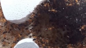 Hormigas Monomorium Latastei + Monomorium Chilense HD