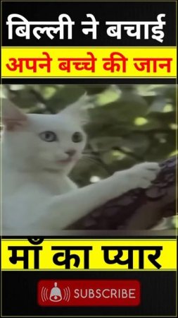 बिल्ली ने बचाई अपने बच्चे की जान  |  part 2 | Cat saved my child's life  |  #shorts  | #cat