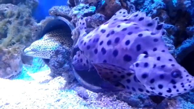 Panther Grouper (Cromileptes altivelis) смотреть онлайн