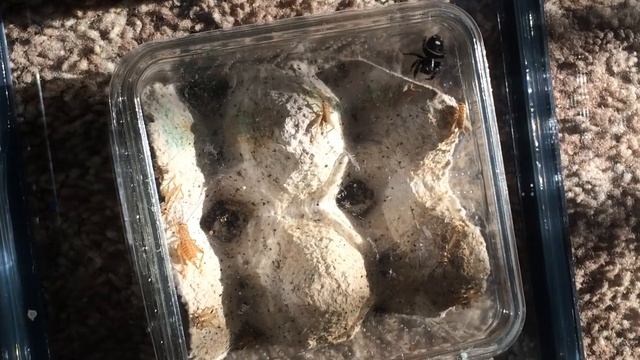 Phidippus Audax jumping spider смотреть онлайн