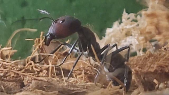 Camponotus singularis#3 Dicke Majore смотреть онлайн