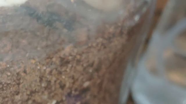 Pachycondyla crassinoda смотреть онлайн