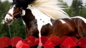 масти лошадей