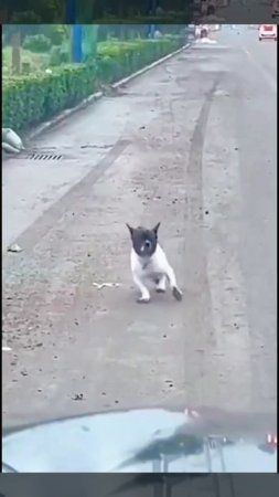 Собаки танцуют #животные