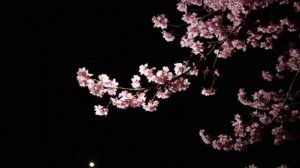 ✨🌺Нежная исцеляющая музыка для сна. Цветы в ночи. Пейзаж мечты. Сакура🌺🌙