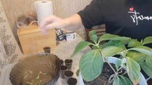 Черенкование крупнолистной гортензии.