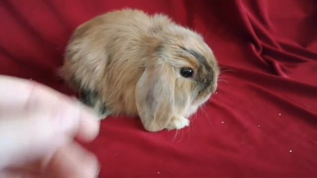 Японский барашек из Ягодки 🍓