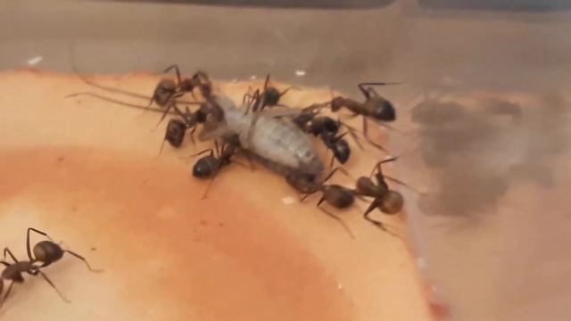 Nourrissage de mes colonies de fourmis ! смотреть онлайн