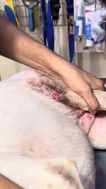 Dog with maggot wound on his head #dog #maggot #wound #aliyanvets #vet #petcare смотреть онлайн
