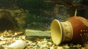 Акара бирюзовая 🐟