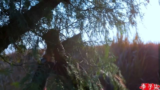 Tasty preserved meat—— Indispensable for the Spring Festival年菜不可缺少的一份子，腌制入味的酱腊肉 | Liziqi channel смотреть онлайн