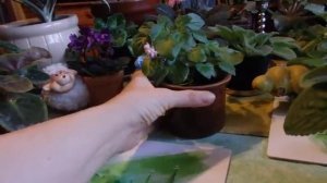 Фиалочки_В_Ноябре__Цветем_И_Радуем. Рената Смирнова. Рига