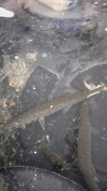 Alligator gar feeding on fresh shrimp 🦐! смотреть онлайн
