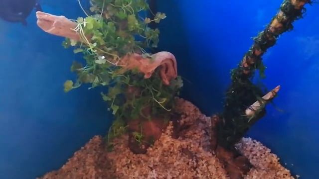 ПЕРЕЗАПУСК АКВАРИУМА ДОМА смотреть онлайн