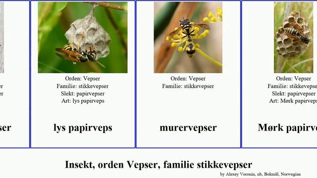 Insekt, orden Vepser, familie stikkevepser insect lys geithams papirveps murerveps hagevedveps смотреть онлайн