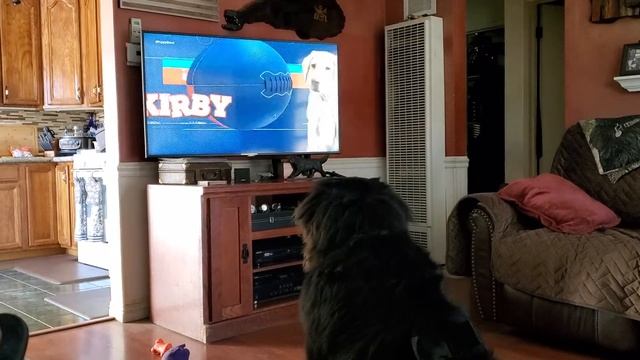 Sadie watches Puppy Bowl 2022 смотреть онлайн