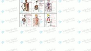 Органдар Системасы ЖРТ - Биология