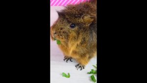 Кузя и Бузя Разругались! Shorts