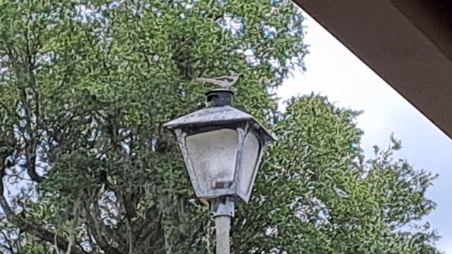 Пой пташка... смотреть онлайн