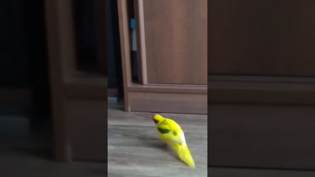 Смешной какарик 2 смотреть онлайн