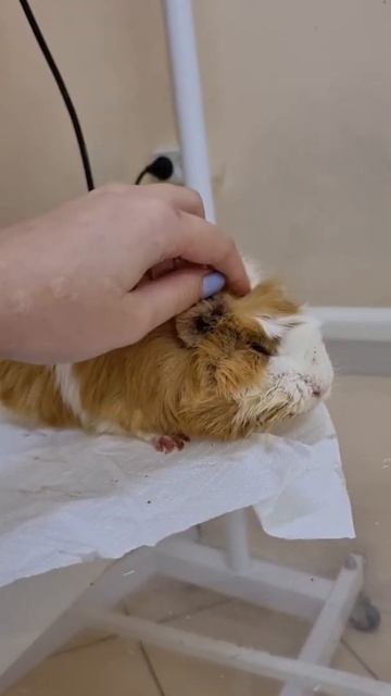 Бросают на улице сейчас не только собак и кошек... Его бросили аж на пляже 😶 смотреть онлайн