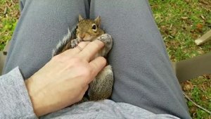 Белочка тоже хочет ласки. Милота
