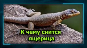К чему снится ящерица - ящерица во сне