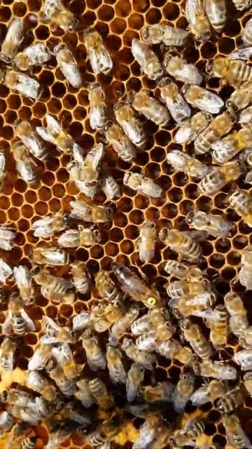 Матка Карника смотреть онлайн