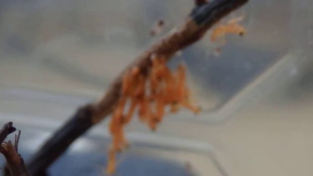 Creobroter pictipennis - mantids hatching смотреть онлайн