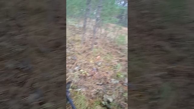 Приборный поиск в лесу.