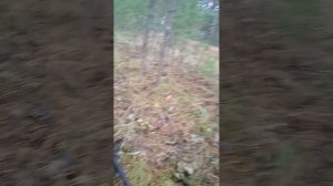 Приборный поиск в лесу.
