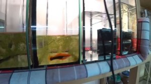 Будни Аквариумиста. Уборка, мутная вода у Неона. Тернеция поплыла, пересадил Меченосцев.