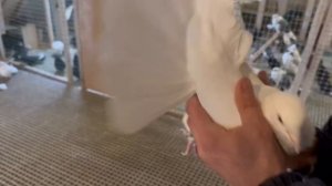 Питомник "Западный" Белые +7 909 667-53-00 Виктор