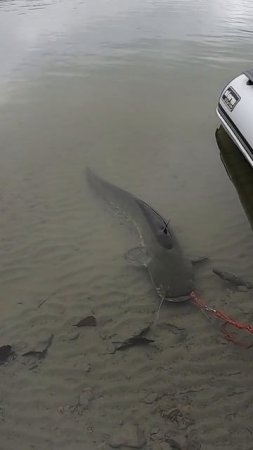 WOW ! WHAT KIND OF MONSTER IS GUARDING MY BOAT ??!! 😱💥🎣🐟 #fishing #silure #shorts