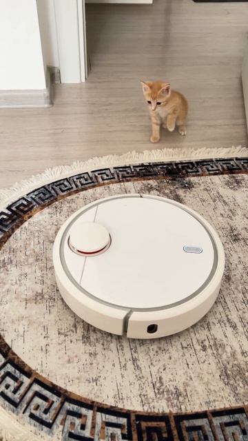 Рыжий котенок боится Робот Пылесоса😻 смотреть онлайн