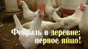 Февраль в деревне - первое яйцо