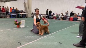 Выставка собак г.Новосибирск 2024г Английский кокер спаниель 🐶