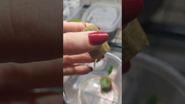 Какие ёмкости подойдут для рассады перца