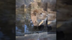 Маленький малыш